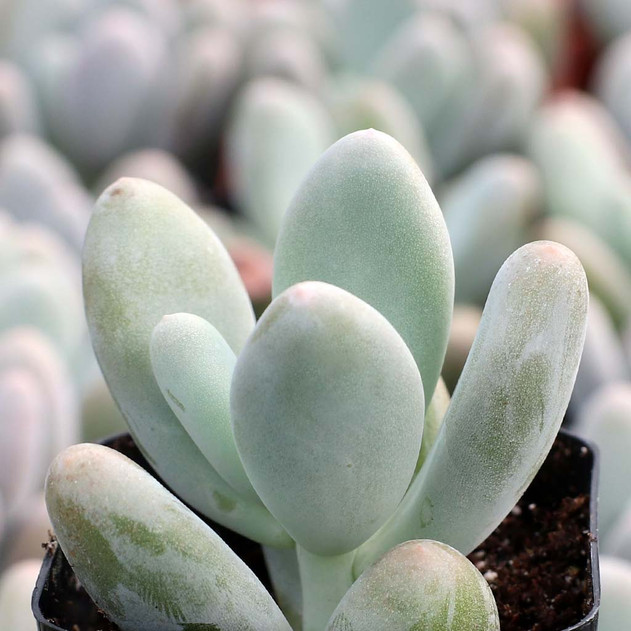 Pachyphytum caesium