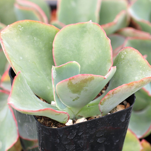 Echeveria 'Glorious Green'