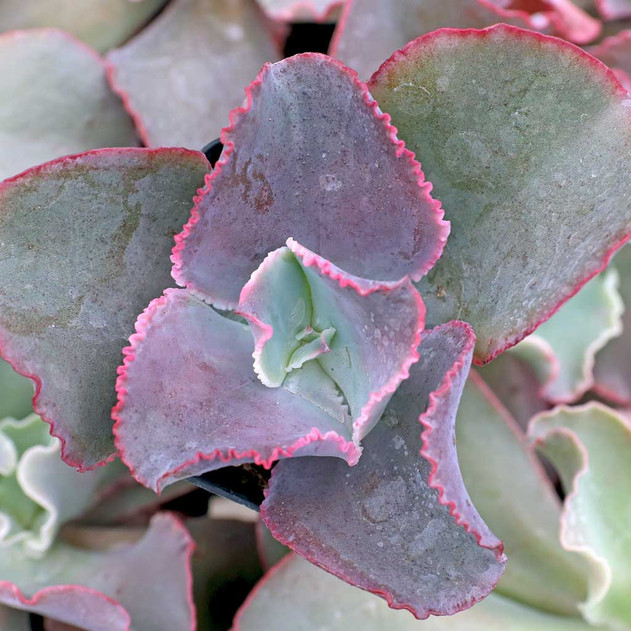 Echeveria 'Glorious Green' (Stress tones) December
