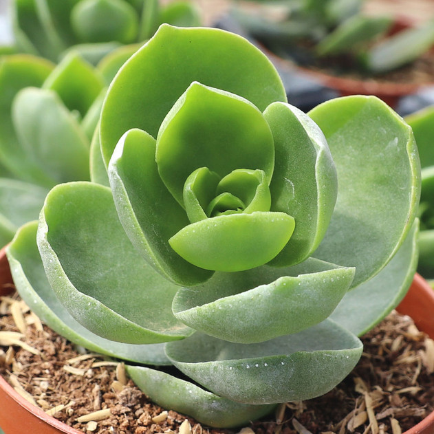 Crassula lactea [large]