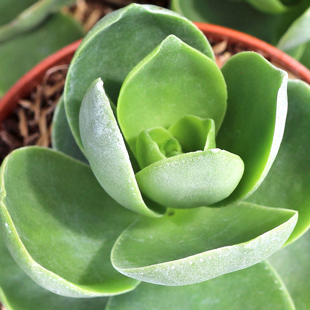 Crassula lactea [large]