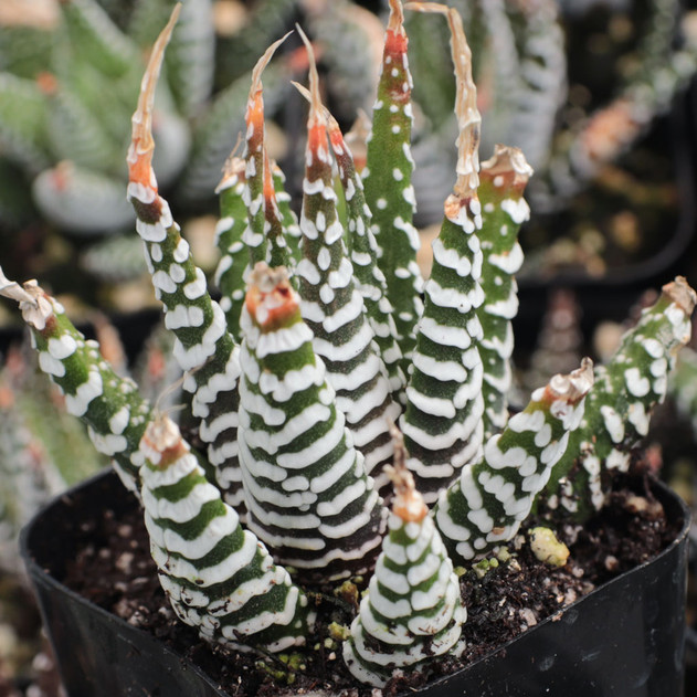 Haworthia attenuata 'Super White'