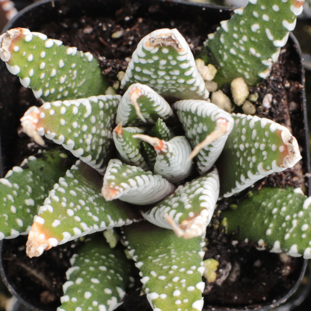 Haworthia attenuata 'Super White'