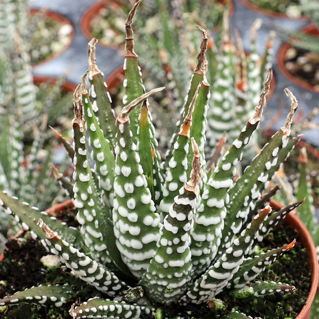 Haworthia attenuata 'Super White' [large] - May