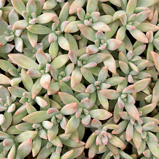 Graptosedum 'Francesco Baldi'