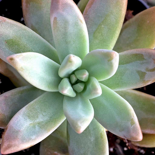 Graptosedum 'Francesco Baldi'