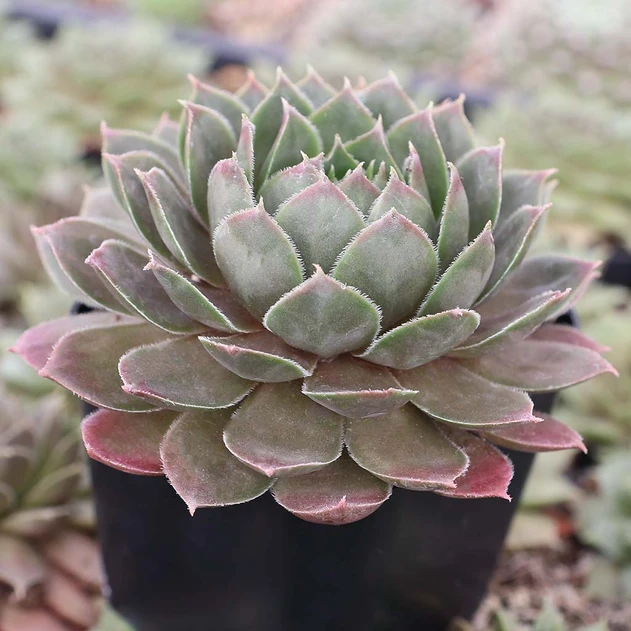 Sempervivum 'Kitty's Passion' - September