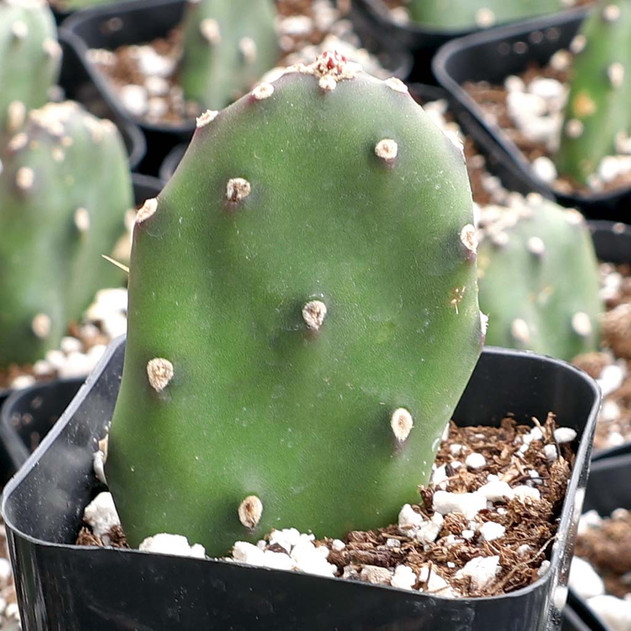 Opuntia elata