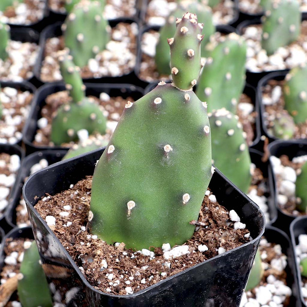 Opuntia elata