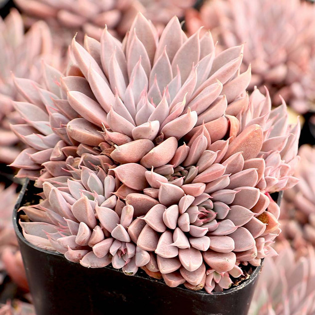Graptopetalum rusbyi