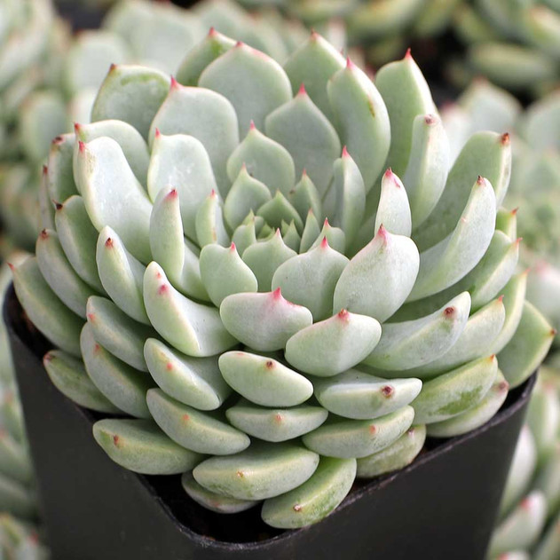 Echeveria 'Nobaranosei' alt