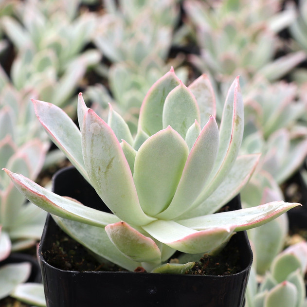 Echeveria 'Schichi-Kuksi' - June