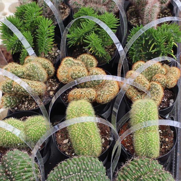 Mystery Crested Cactus [large]