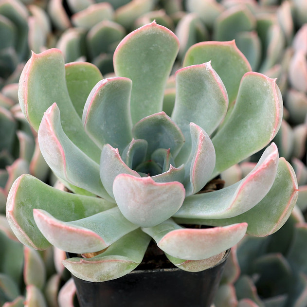 Echeveria 'Ponto Rosa'