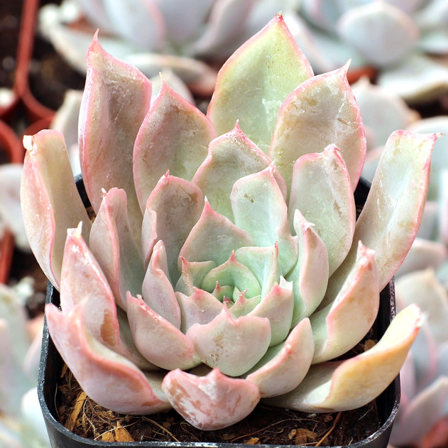 Echeveria 'Ponto Rosa' - June