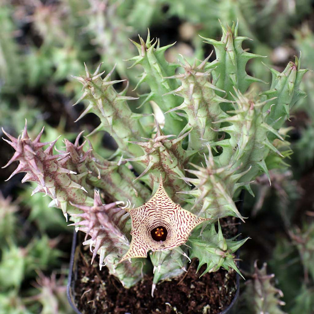Huernia mccoyi [limited]