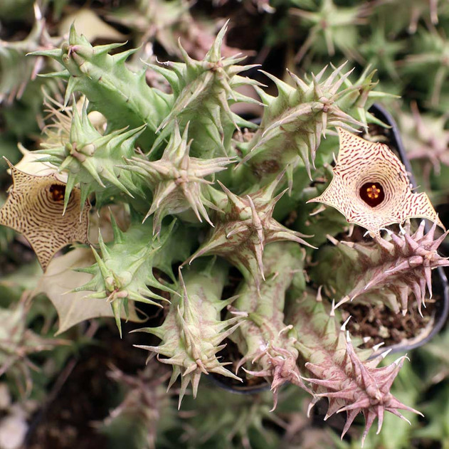 Huernia mccoyi [limited]