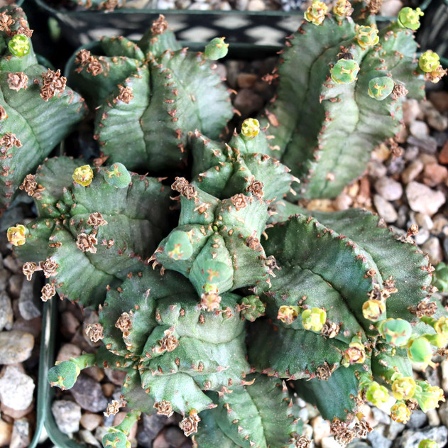 Euphorbia horrida [large]