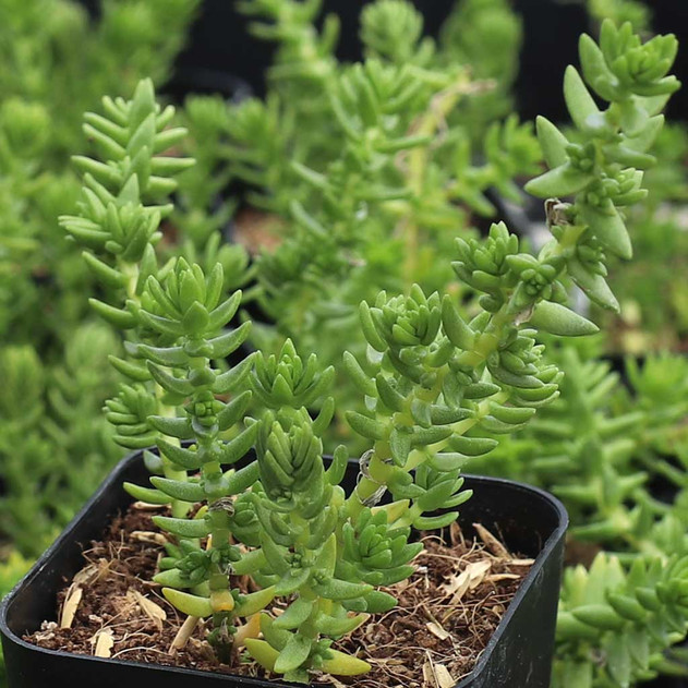 Crassula schimperi - April