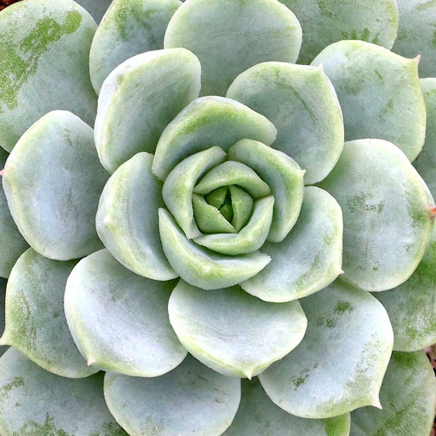 Echeveria 'Silent Moon'