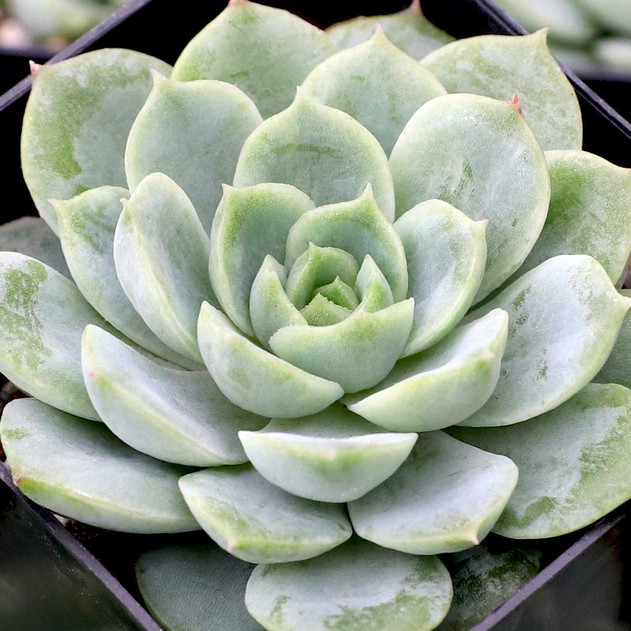 Echeveria 'Silent Moon' Alt