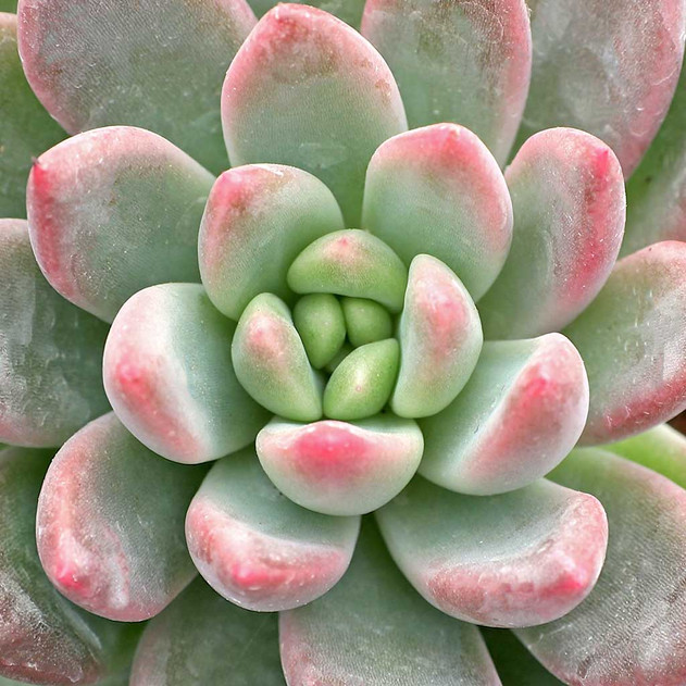 Graptoveria 'Phaeton' - January