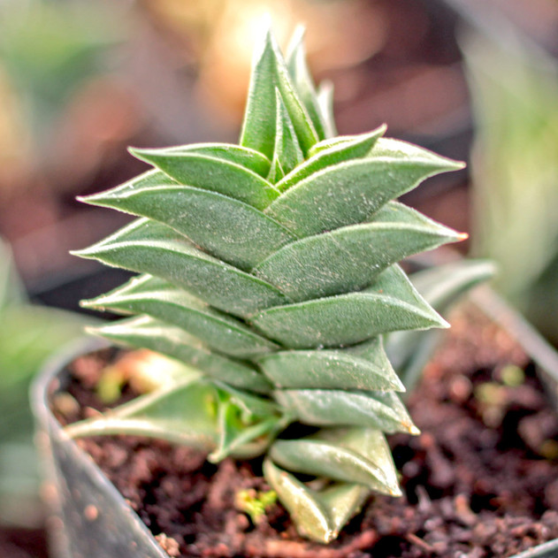Haworthiopsis viscosa - October