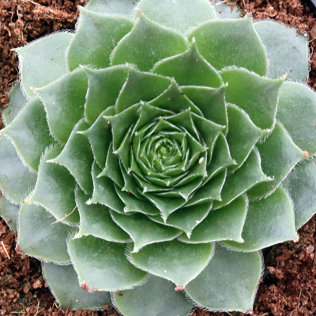 Sempervivum 'Red Lion'