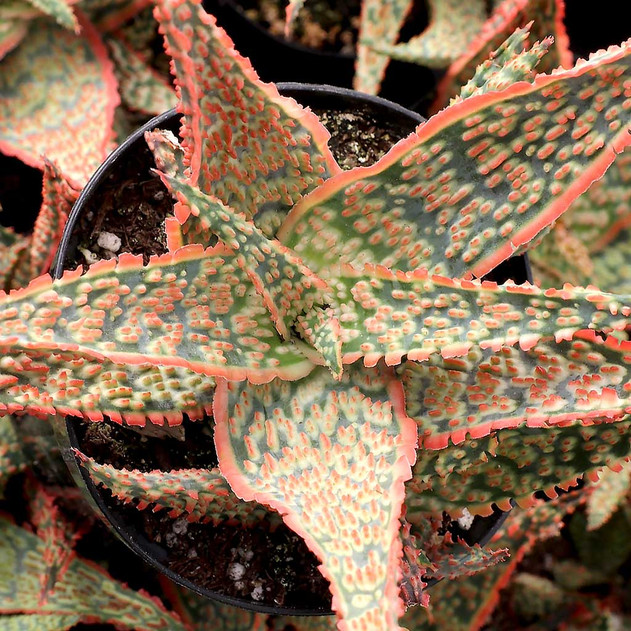 Aloe 'Crimson Dragon' [large]