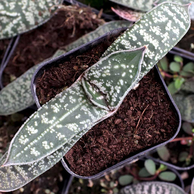 Gasteria acinacifolia - Giant Gasteria
