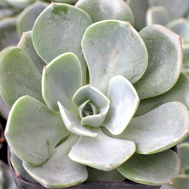 Echeveria 'Spring Showers'