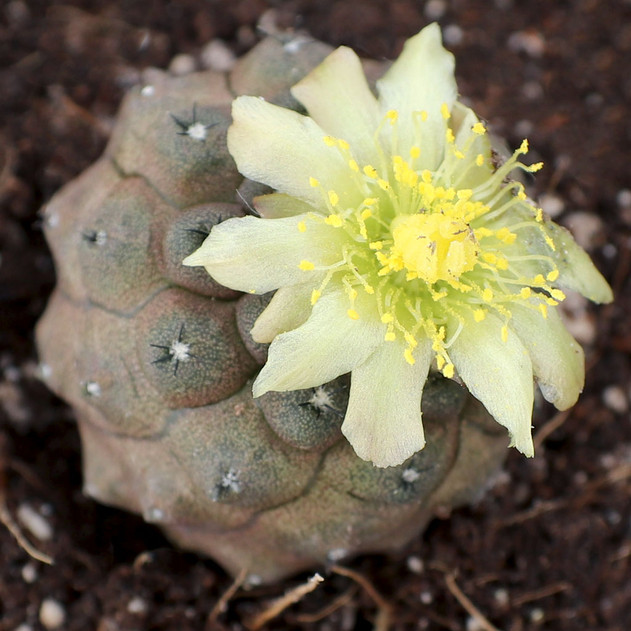 Copiapoa hypogaea flower