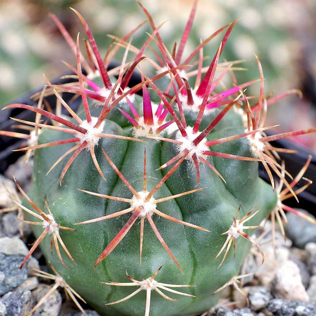 Ferocactus viridescens