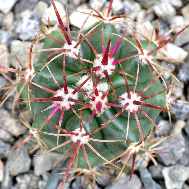 Ferocactus viridescens