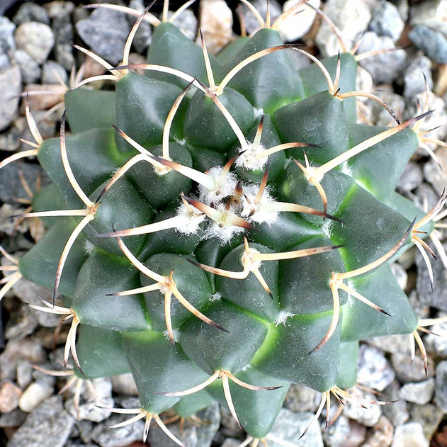Mammillaria polythele - Top