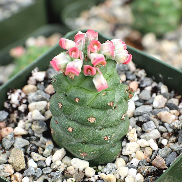 Euphorbia ritchiei [limited] blooming