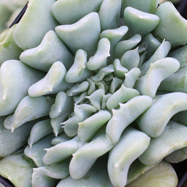 Echeveria 'Topsy Turvy' f. cristata [Small]