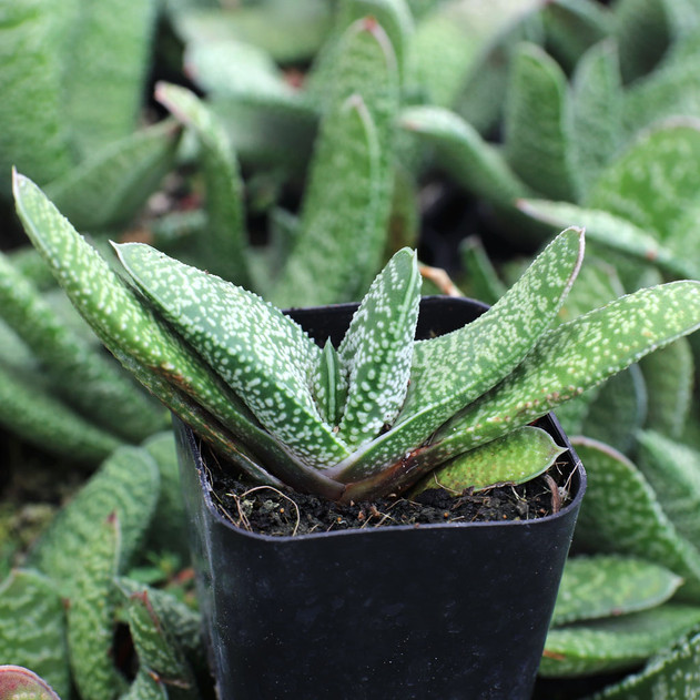 Gasteria carinata f/ Swellendam