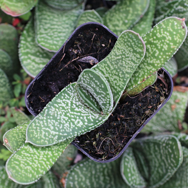 Gasteria carinata f/ Swellendam - Top