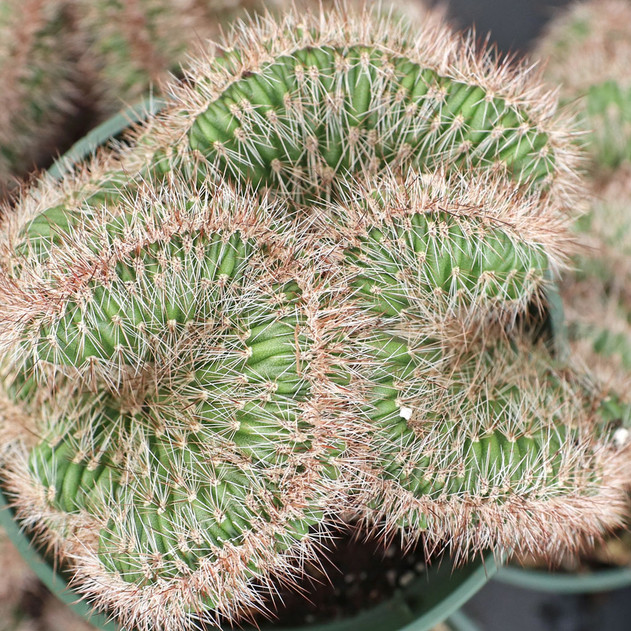 Stenocereus hollianus f. cristata