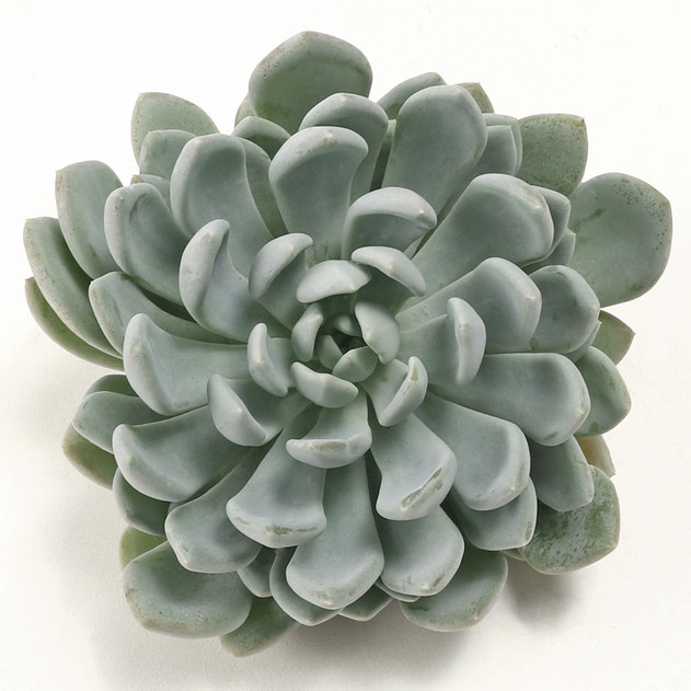 Extra Large Cutting - Echeveria - Silver Tones