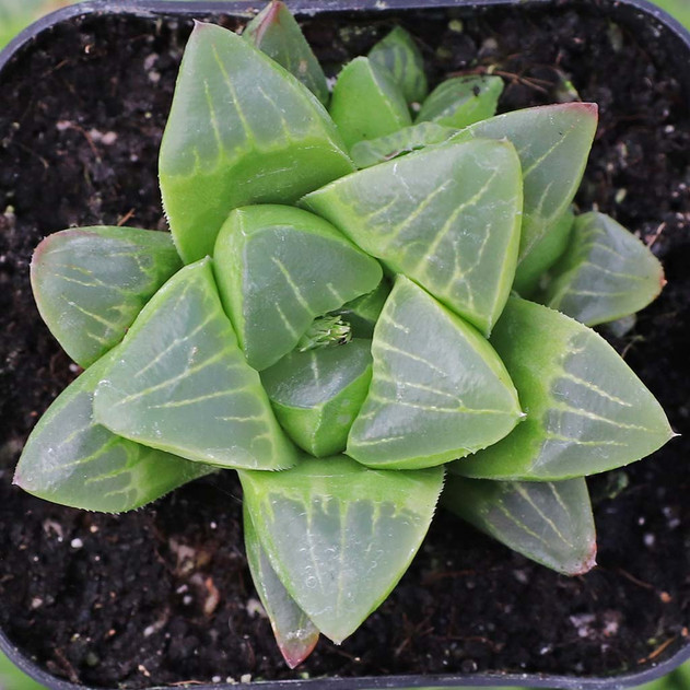 Haworthia mutica f. variegata