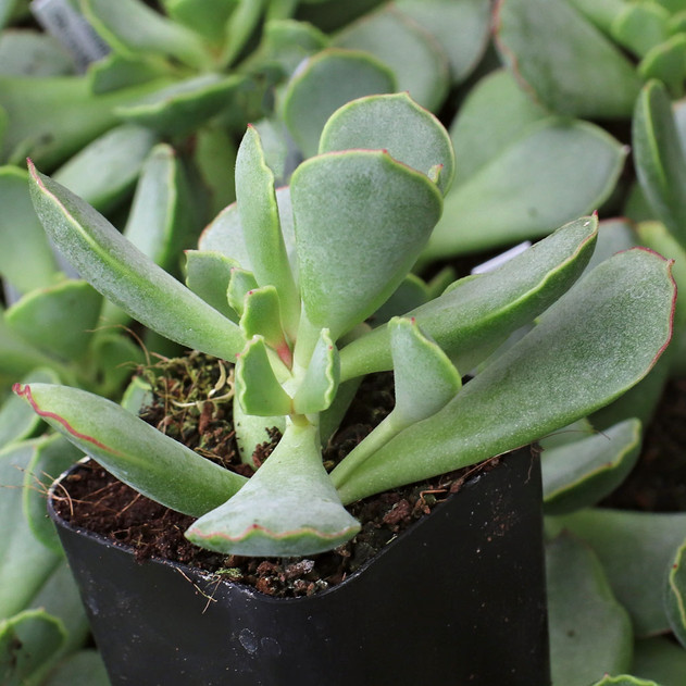 Cotyledon 'Choco Line'