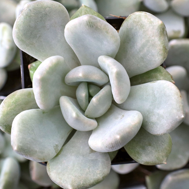 Pachyveria 'Pachyphytoides'