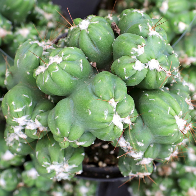 Cereus 'Duende' [large]