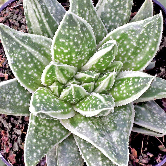 Gasteraloe 'Thais'