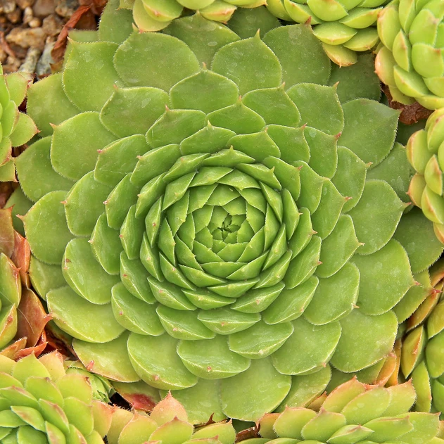 Sempervivum 'Deimos' (Outdoors) - August