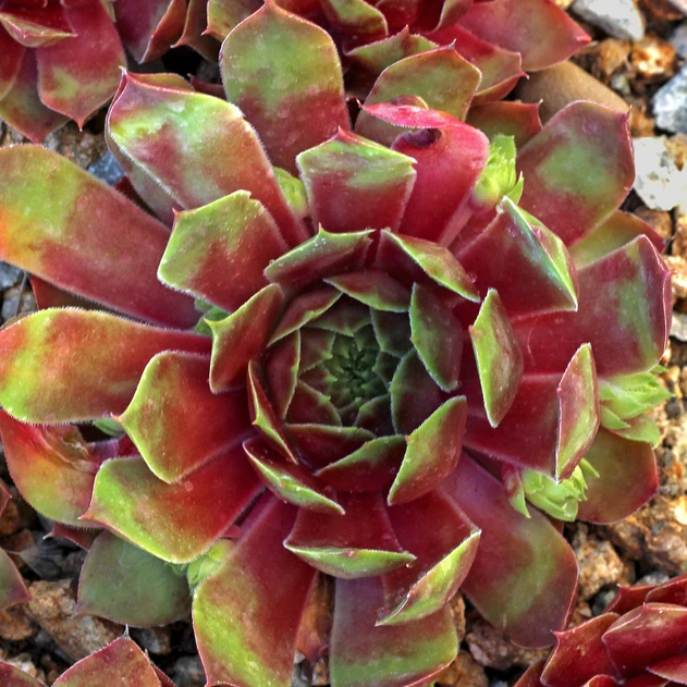 Sempervivum 'Deimos' (Outdoors) - May
