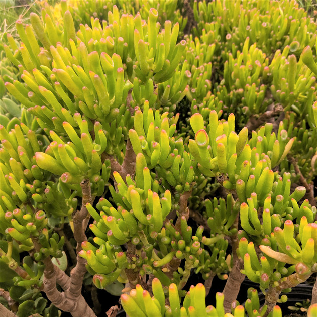 Crassula 'Gollum' Jade - Mature