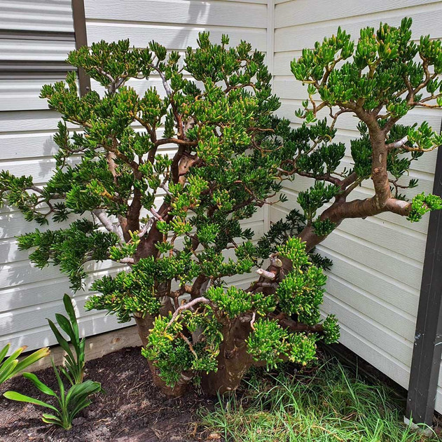 Crassula 'Gollum' Jade - Mature - PHOTO CREDIT: reddit.com/u/Darnok26